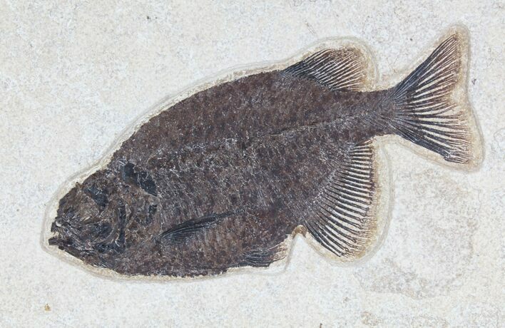 Phareodus Fossil Fish From Wyoming - Elegantly Framed #78134